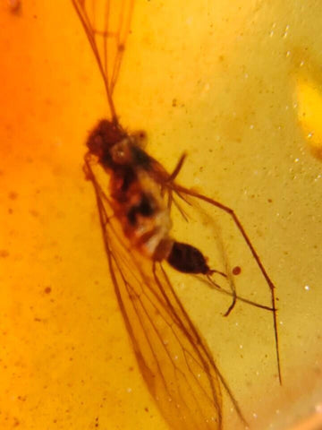 Burmese Insect Amber Unique Diptera Fly Bug Fossil Bermite Cretaceous Dinosaur Era - Fossil Age Minerals