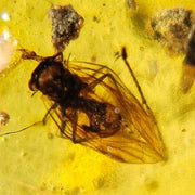 Burmese Insect Amber Diptera Flying Bug Fossil Cretaceous Burmite Dinosaur Age