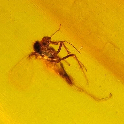 Burmese Insect Amber Diptera Mosquito Fly Bug Fossil Bermite Cretaceous Dinosaur Era - Fossil Age Minerals