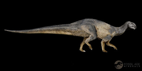 1.6" Tenontosaurus Fossil Vertebrae Cloverly FM Cretaceous Dinosaur Montana COA - Fossil Age Minerals