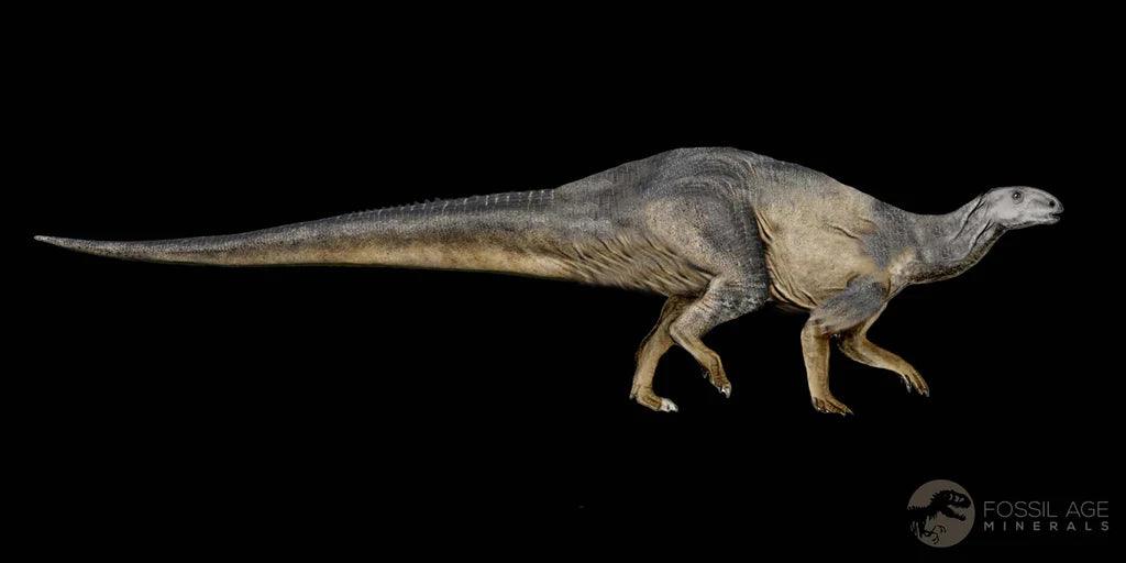 0.8" Tenontosaurus Fossil Bone Cloverly FM Cretaceous Dinosaur Montana COA Display - Fossil Age Minerals