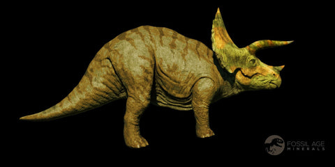 2" Triceratops Fossil Horn Bone Section Lance Creek FM Cretaceous Dinosaur WY COA - Fossil Age Minerals