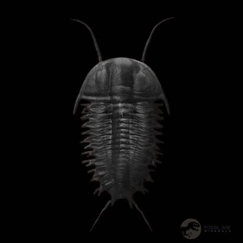 1.4" Elrathia Kingi Trilobite Fossil Utah Cambrian Age 521 Million Years Old COA - Fossil Age Minerals
