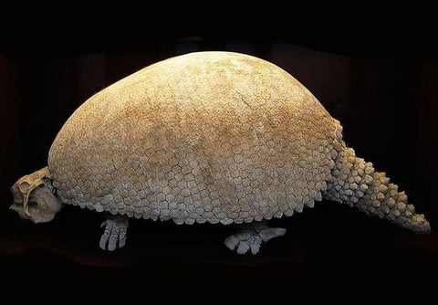 2" Glyptodon Fossil Osteoderm Scute Plate Bony Armor Pliocene Age Uruguay COA - Fossil Age Minerals