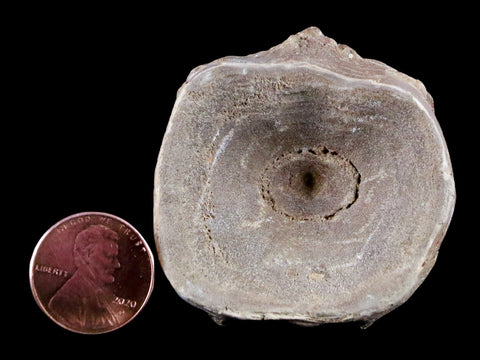 1.8" Xiphactinus Audax Fossil Vertebrae Cretaceous Era Fish Niobrara FM Kansas - Fossil Age Minerals