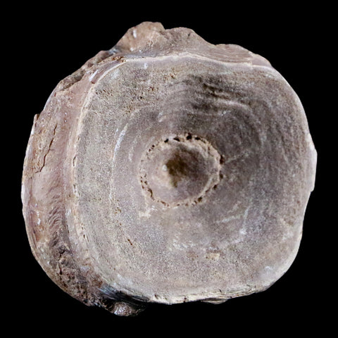 1.8" Xiphactinus Audax Fossil Vertebrae Cretaceous Era Fish Niobrara FM Kansas - Fossil Age Minerals