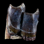 0.9" Running Rhino Hyracodon Nebrascensis Fossil Tooth SD Badlands COA, Display
