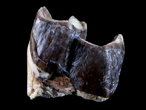 0.7" Running Rhino Hyracodon Nebrascensis Fossil Tooth SD Badlands COA, Display - Fossil Age Minerals