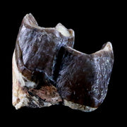 0.7" Running Rhino Hyracodon Nebrascensis Fossil Tooth SD Badlands COA, Display
