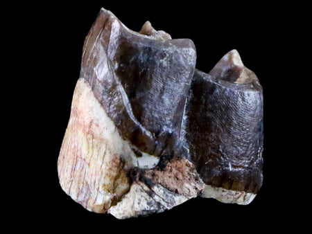 0.7" Running Rhino Hyracodon Nebrascensis Fossil Tooth SD Badlands COA, Display