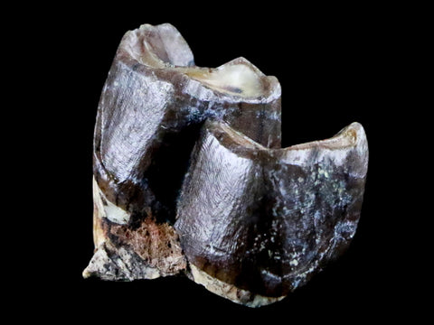 0.7" Running Rhino Hyracodon Nebrascensis Fossil Tooth SD Badlands COA, Display - Fossil Age Minerals
