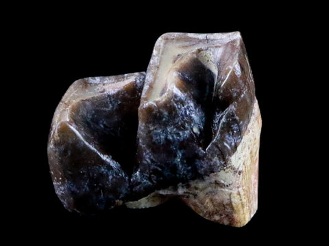 0.7" Running Rhino Hyracodon Nebrascensis Fossil Tooth SD Badlands COA, Display - Fossil Age Minerals
