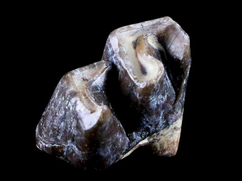 0.7" Running Rhino Hyracodon Nebrascensis Fossil Tooth SD Badlands COA, Display - Fossil Age Minerals