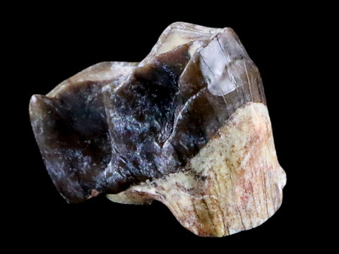 0.7" Running Rhino Hyracodon Nebrascensis Fossil Tooth SD Badlands COA, Display - Fossil Age Minerals