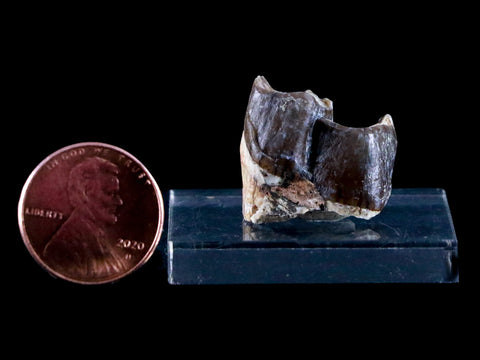 0.7" Running Rhino Hyracodon Nebrascensis Fossil Tooth SD Badlands COA, Display - Fossil Age Minerals
