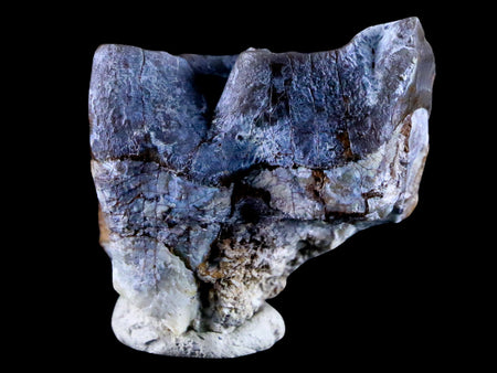 1.4" Rhinoceros Subhyracodon Occidentalis Fossil Tooth South Dakota Badlands
