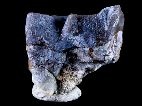 1.4" Rhinoceros Subhyracodon Occidentalis Fossil Tooth South Dakota Badlands - Fossil Age Minerals