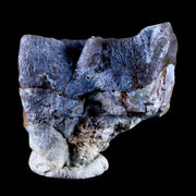 1.4" Rhinoceros Subhyracodon Occidentalis Fossil Tooth South Dakota Badlands