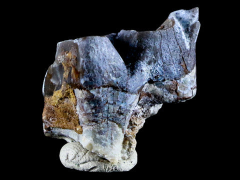 1.4" Rhinoceros Subhyracodon Occidentalis Fossil Tooth South Dakota Badlands - Fossil Age Minerals