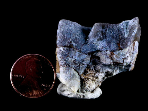 1.4" Rhinoceros Subhyracodon Occidentalis Fossil Tooth South Dakota Badlands - Fossil Age Minerals