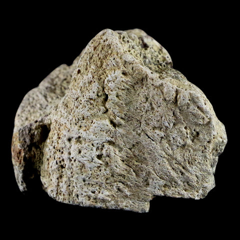 1.8" Triceratops Exoccipital Skull Armor Bone Fossil Lance Creek FM Dinosaur WY COA - Fossil Age Minerals