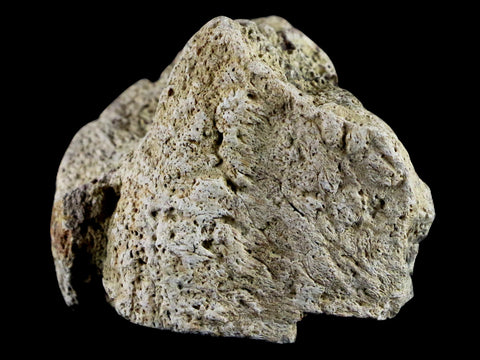 1.8" Triceratops Exoccipital Skull Armor Bone Fossil Lance Creek FM Dinosaur WY COA - Fossil Age Minerals