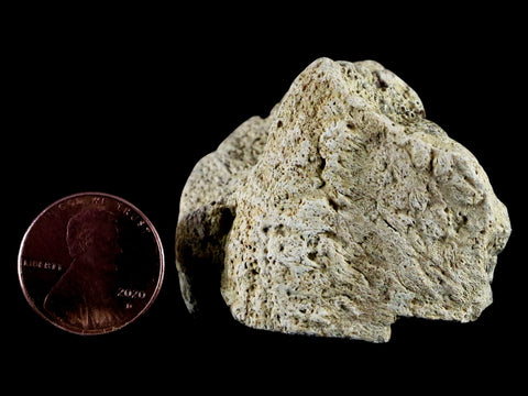 1.8" Triceratops Exoccipital Skull Armor Bone Fossil Lance Creek FM Dinosaur WY COA - Fossil Age Minerals