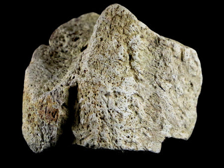 1.8" Triceratops Exoccipital Skull Armor Bone Fossil Lance Creek FM Dinosaur WY COA