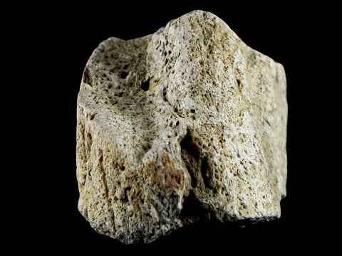 1.8" Triceratops Exoccipital Skull Armor Bone Fossil Lance Creek FM Dinosaur WY COA - Fossil Age Minerals