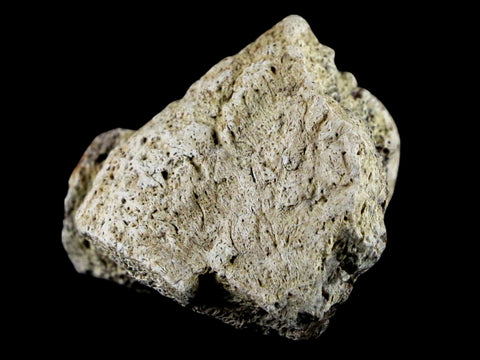 1.8" Triceratops Exoccipital Skull Armor Bone Fossil Lance Creek FM Dinosaur WY COA - Fossil Age Minerals