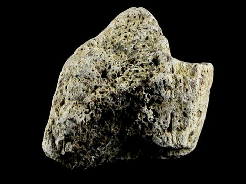 1.8" Triceratops Exoccipital Skull Armor Bone Fossil Lance Creek FM Dinosaur WY COA - Fossil Age Minerals