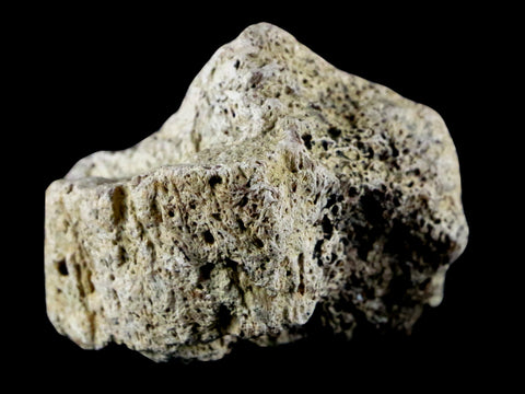1.8" Triceratops Exoccipital Skull Armor Bone Fossil Lance Creek FM Dinosaur WY COA - Fossil Age Minerals