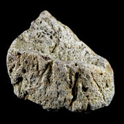 1.8" Triceratops Exoccipital Skull Armor Bone Fossil Lance Creek FM Dinosaur WY COA