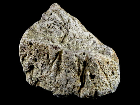 1.8" Triceratops Exoccipital Skull Armor Bone Fossil Lance Creek FM Dinosaur WY COA - Fossil Age Minerals
