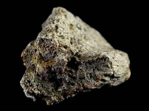 1.8" Triceratops Exoccipital Skull Armor Bone Fossil Lance Creek FM Dinosaur WY COA - Fossil Age Minerals