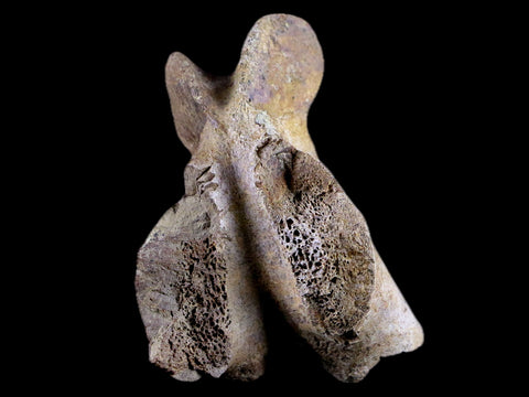 2.8" Torosaurus Vertebrae Process Bone Fossil Lance Creek Cretaceous Dinosaur COA - Fossil Age Minerals