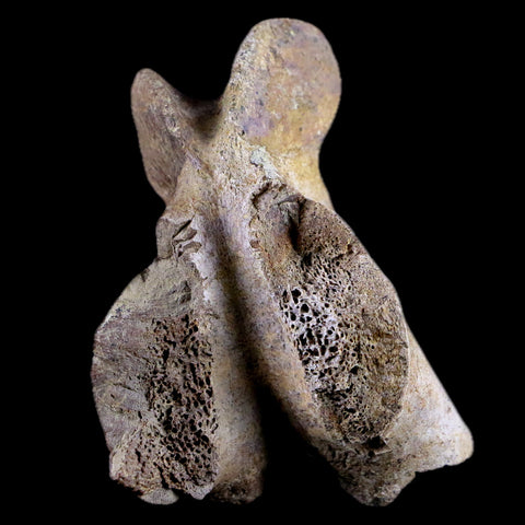 2.8" Torosaurus Vertebrae Process Bone Fossil Lance Creek Cretaceous Dinosaur COA - Fossil Age Minerals