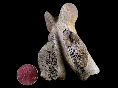 2.8" Torosaurus Vertebrae Process Bone Fossil Lance Creek Cretaceous Dinosaur COA - Fossil Age Minerals