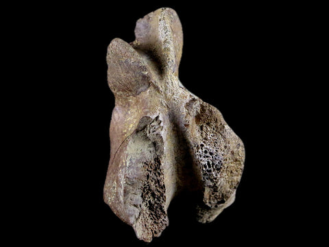 2.8" Torosaurus Vertebrae Process Bone Fossil Lance Creek Cretaceous Dinosaur COA - Fossil Age Minerals