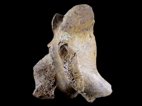 2.8" Torosaurus Vertebrae Process Bone Fossil Lance Creek Cretaceous Dinosaur COA - Fossil Age Minerals