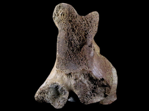 2.8" Torosaurus Vertebrae Process Bone Fossil Lance Creek Cretaceous Dinosaur COA - Fossil Age Minerals