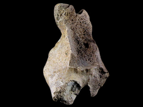 2.8" Torosaurus Vertebrae Process Bone Fossil Lance Creek Cretaceous Dinosaur COA - Fossil Age Minerals
