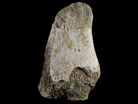 4.4" Edmontosaurus Fossil Toe Bone Lance Creek FM Cretaceous Dinosaur WY COA - Fossil Age Minerals
