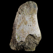 4.4" Edmontosaurus Fossil Toe Bone Lance Creek FM Cretaceous Dinosaur WY COA