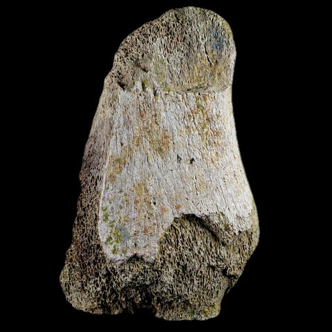 4.4" Edmontosaurus Fossil Toe Bone Lance Creek FM Cretaceous Dinosaur WY COA - Fossil Age Minerals