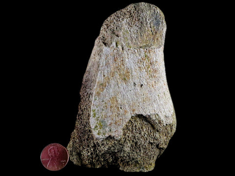 4.4" Edmontosaurus Fossil Toe Bone Lance Creek FM Cretaceous Dinosaur WY COA - Fossil Age Minerals