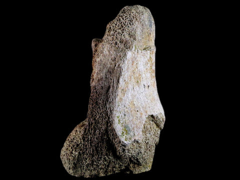 4.4" Edmontosaurus Fossil Toe Bone Lance Creek FM Cretaceous Dinosaur WY COA - Fossil Age Minerals