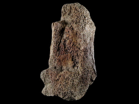 4.4" Edmontosaurus Fossil Toe Bone Lance Creek FM Cretaceous Dinosaur WY COA - Fossil Age Minerals