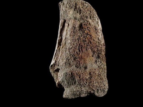 4.4" Edmontosaurus Fossil Toe Bone Lance Creek FM Cretaceous Dinosaur WY COA - Fossil Age Minerals