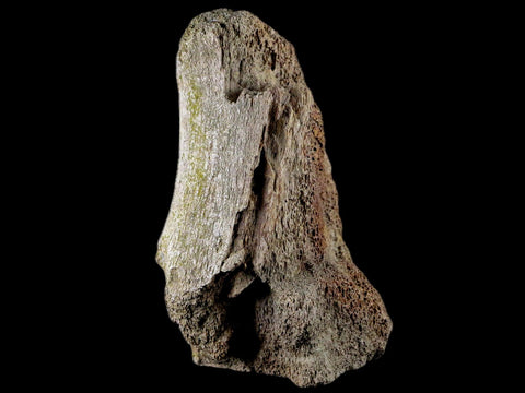 4.4 Edmontosaurus Fossil Toe Bone Lance Creek FM Cretaceous Dinosaur WY COA - Fossil Age Minerals